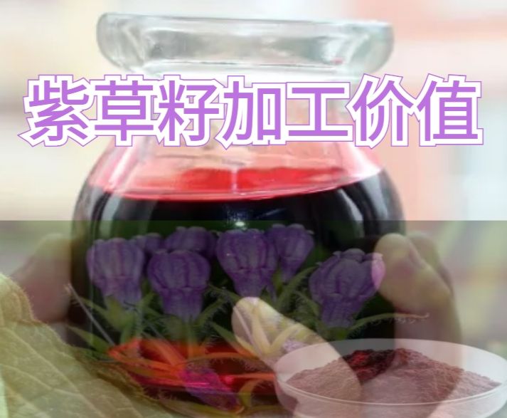 紫草籽：小颗粒蕴含的多元价值探究--加工技术