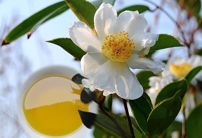 从种植到加工：油茶油与山茶油产业发展路径