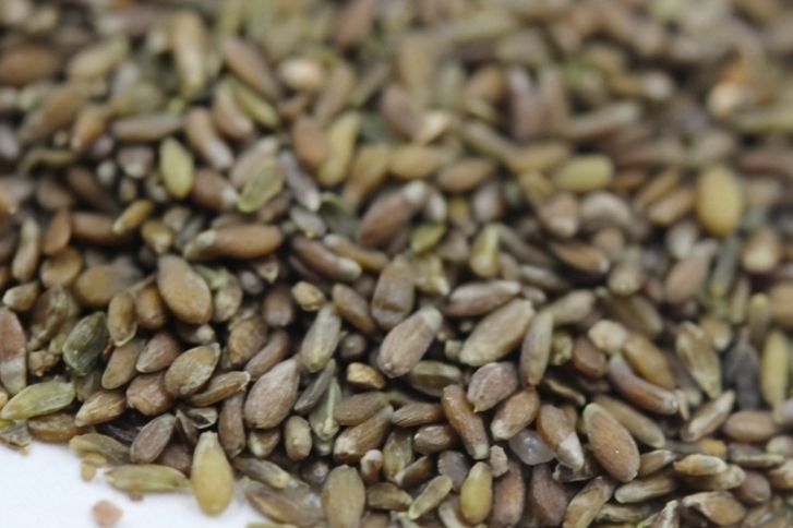 沙蒿籽油、沙蒿胶、沙蒿籽粉 | 沙蒿籽全产业链加工工艺深度解析