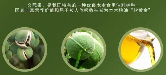 文冠果6.jpg