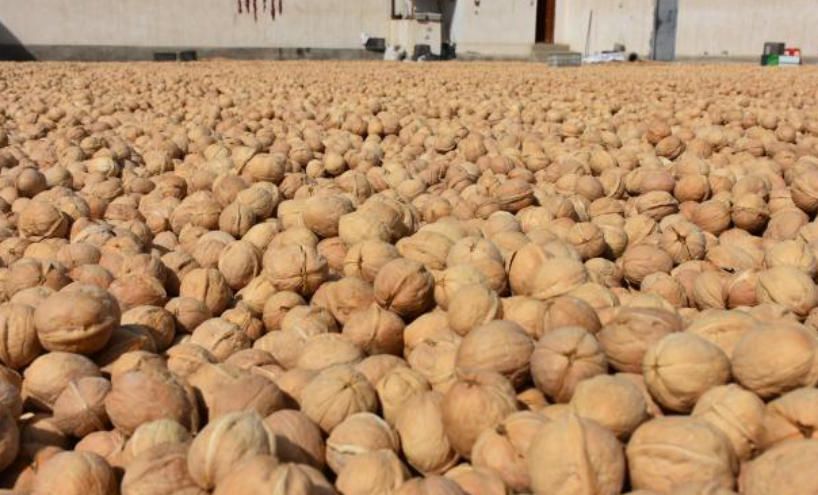 核桃产业未来方向：协同联产工艺 实现全产业链覆盖